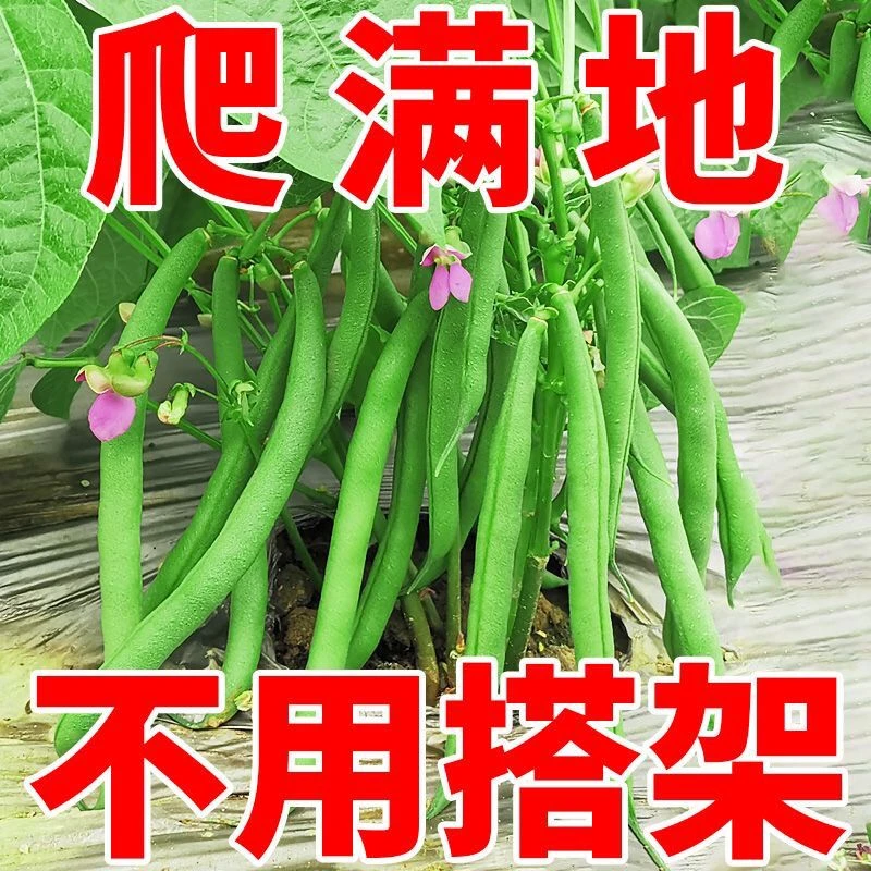 豆角种子无架早熟地豆种子四季豆种子矮生不用搭架可盆栽蔬菜种子