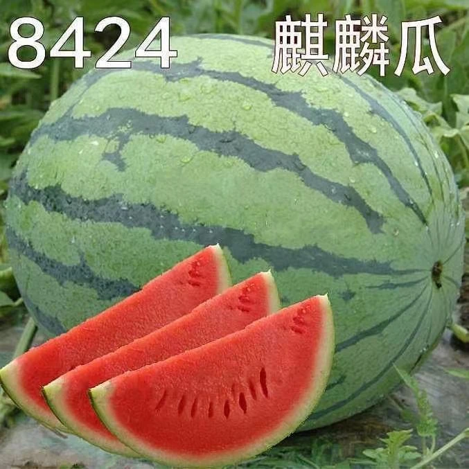 冰糖麒麟西瓜无籽西瓜种子少籽大巨甜阳台庭院农家种