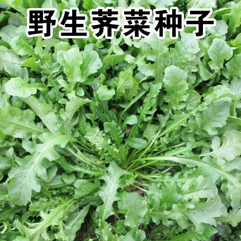荠菜种子芨芨菜籽四季种孑阳台耐寒蔬菜种籽春天菜种春季野菜