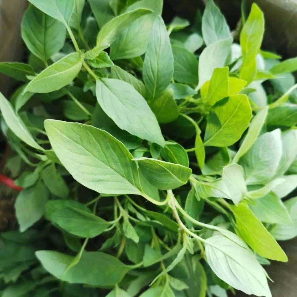 荆芥种子河南大叶荆芥菜种籽四季小青菜种籽农家田园盆栽蔬菜种子