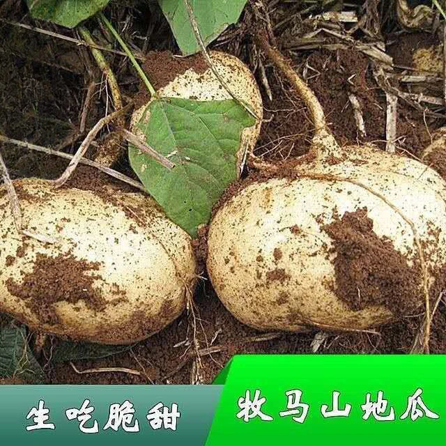 牧马山地瓜凉茹种子早熟地瓜水果地瓜沙葛凉薯土瓜种籽蔬菜种子