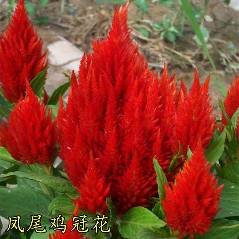 鸡冠花种子四季种活冠状鸡冠花种子羽状鸡冠花庭院室外花籽包邮