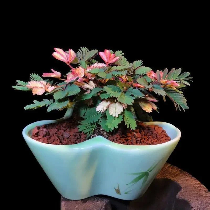 彩叶含羞草花种子四季活奇趣植物害羞草室内外阳台盆栽植物花庭院
