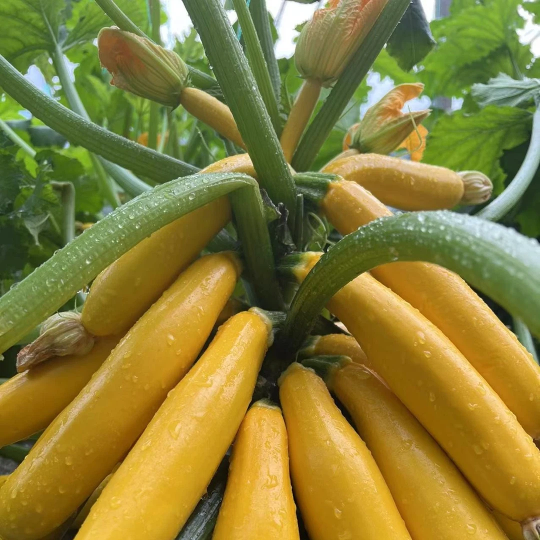 脆甜可口四季种植水果香蕉西葫芦种子
