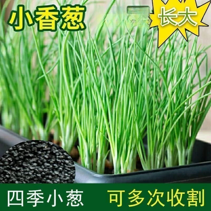 小香葱籽种子四季易种小葱种子阳台室内盆栽葱种子家庭菜种子