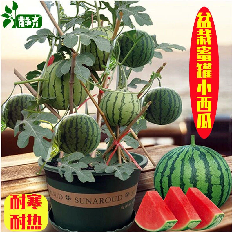 甜蜜罐小西瓜种子无籽小西瓜种子四季种植阳台庭院盆栽水果种子