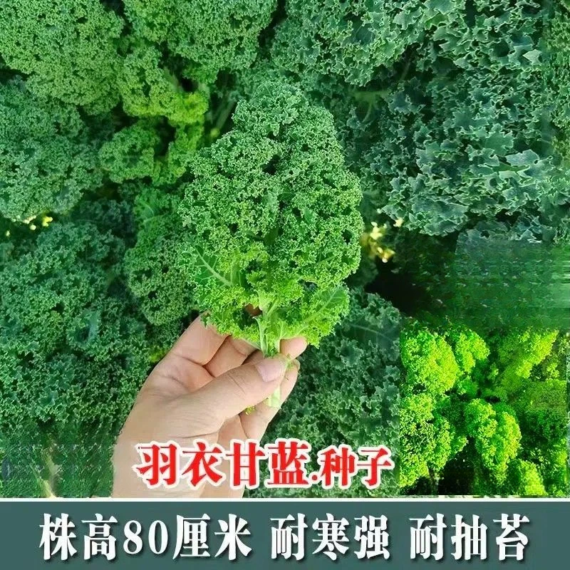 羽衣甘蓝种子可食用甘蓝种籽易种耐寒四季阳台盆栽蔬菜种子