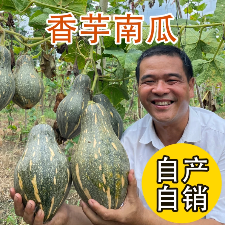 广东香芋南瓜包邮香甜软糯孕妇宝宝辅食新鲜蔬菜产地直发现摘现发
