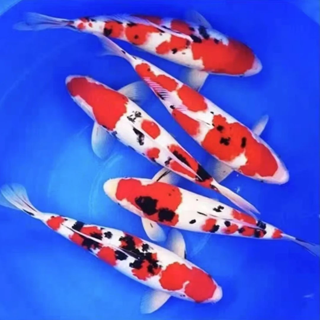 渔场专用高蛋白饲料观赏鱼锦鲤