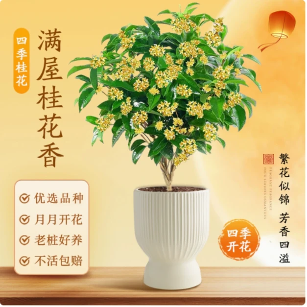 桂花盆栽四季桂花树苗带花苞月月桂浓香型室内阳台绿植物花卉盆栽