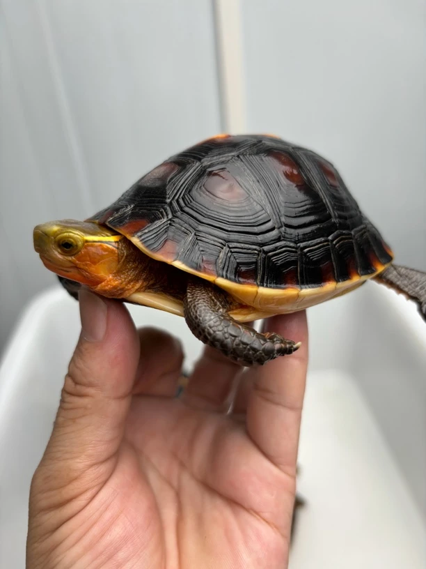 皖南闭壳龟仿野生态养殖优质安缘龟