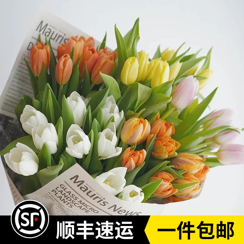 云南昆明基地直发 郁金香（高度30-45cm）鲜切花家庭插花水养鲜花