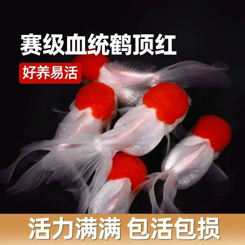 鸿运当头鹤顶红观赏小鱼红帽招财冷水鸿运当头狮子头好养鱼苗小型