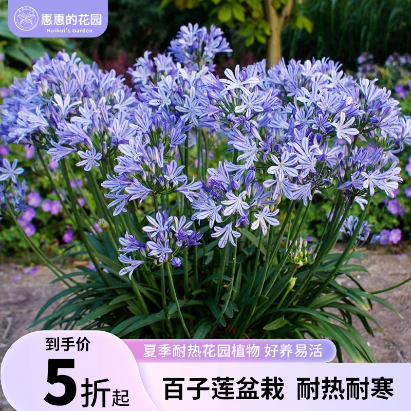 惠惠的花园百子莲大花球花期长多年生阳台庭院花园常绿