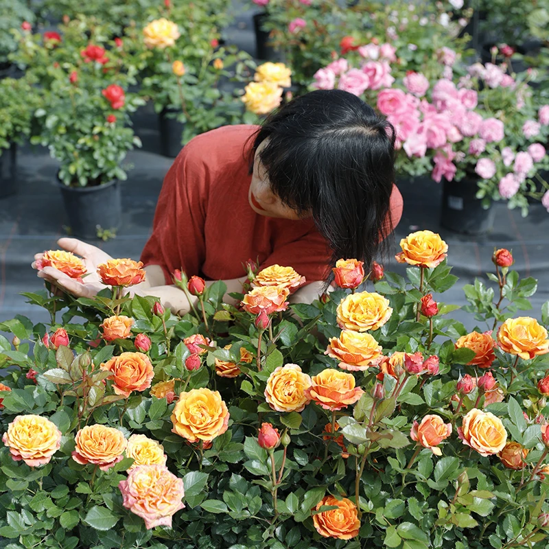 惠惠的花园大花微月喀麦隆阳台露台庭院盆栽多季开花月季花苗