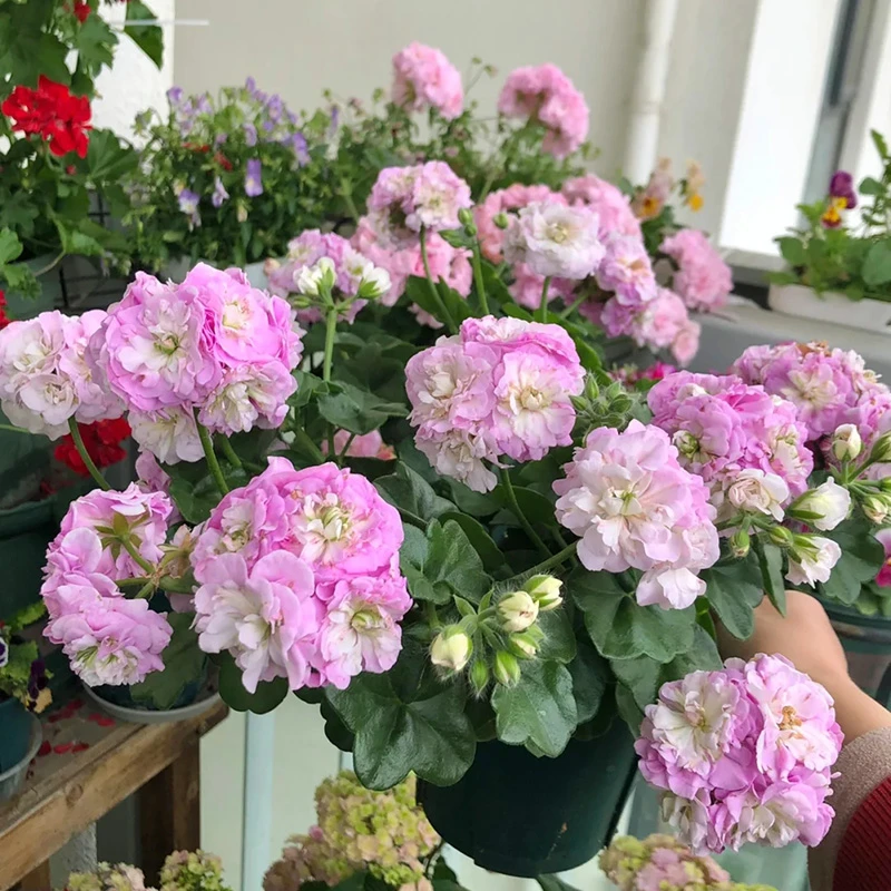 惠惠的花园垂吊天竺葵卡洛琳娜 花球大开花紧凑阳台花卉盆栽花苗