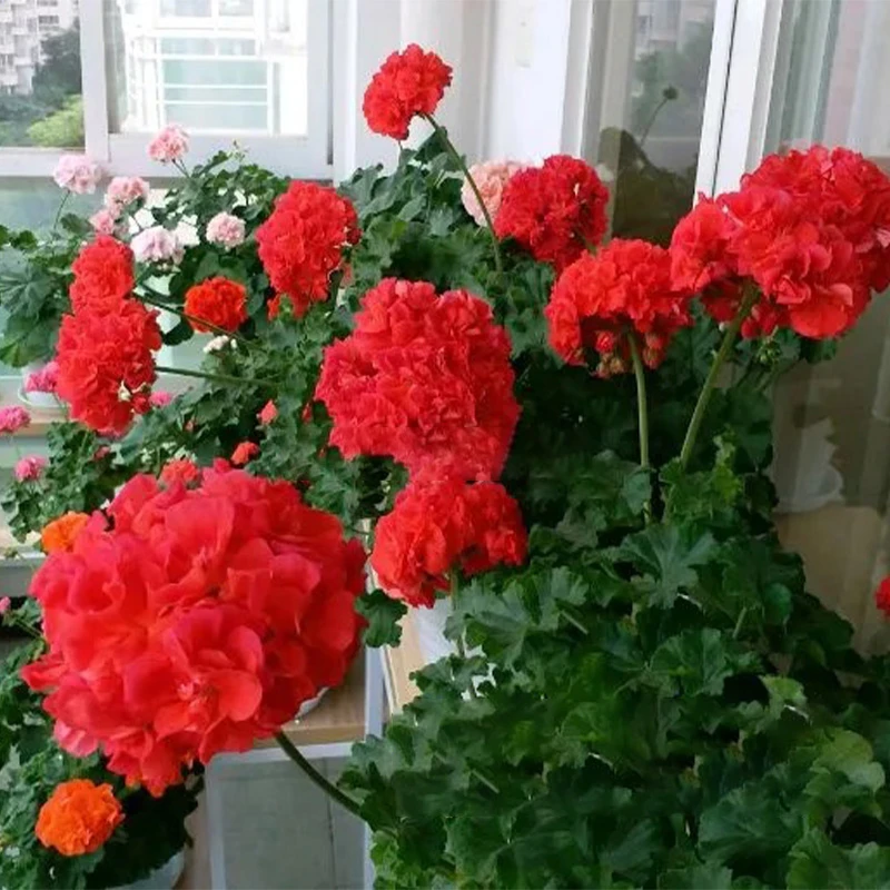 惠惠的花园 直立劳拉阿尔法 兽系红色大花球阳台庭院花卉