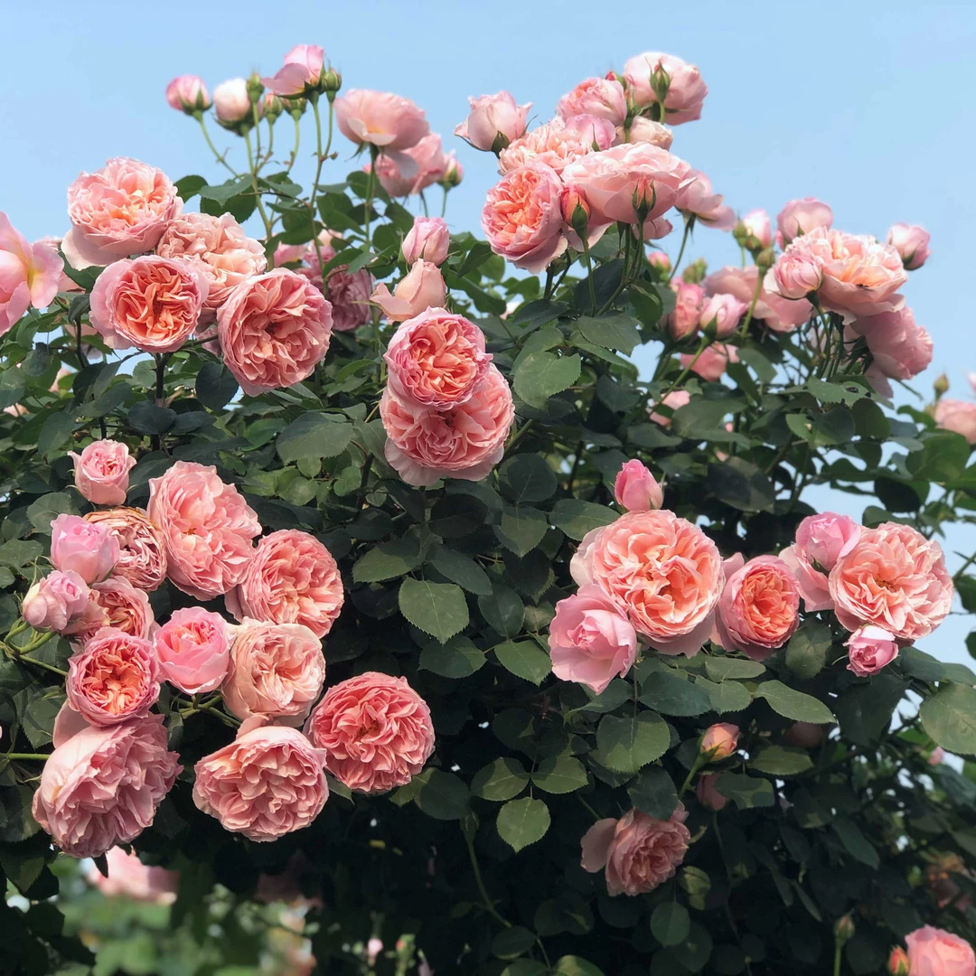 惠惠的花园季节爬藤月季舍农索城堡的女人月季盆栽勤花网红植物