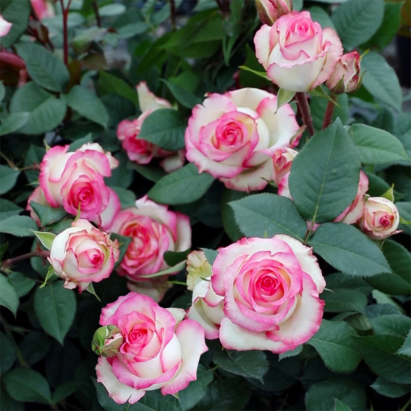 惠惠的花园灌木玫瑰艾莎四季开花切花阳台月季月季花树苗玫瑰花