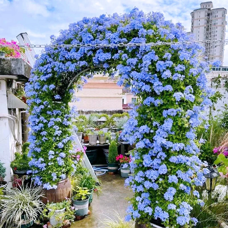 惠惠的花园 蓝雪花苗盆栽室内耐热爬藤攀援四季阳台庭院
