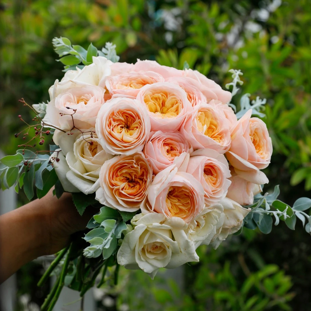 【惠惠的花园】切花月季蜜桃雪山多季开花植物花苗玫瑰3升盆