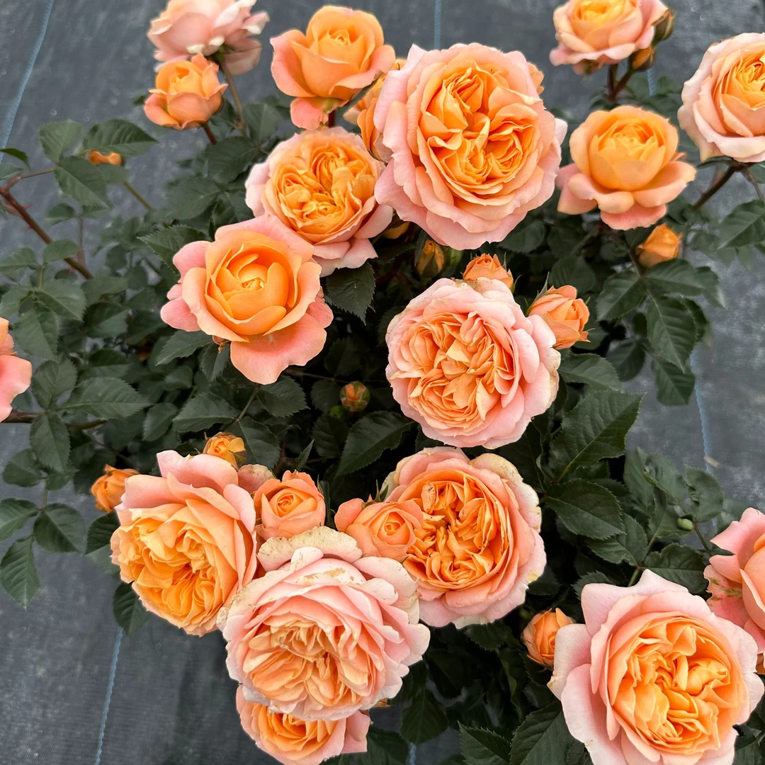 惠惠的花园灌木月季飞橙大花多头开放植物勤花阳台庭院绿植盆栽