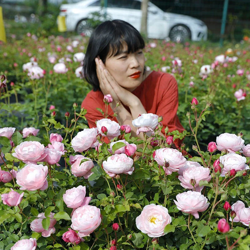 惠惠的花园【月季7加仑大苗】直拍链接6 园艺花卉植物盆栽