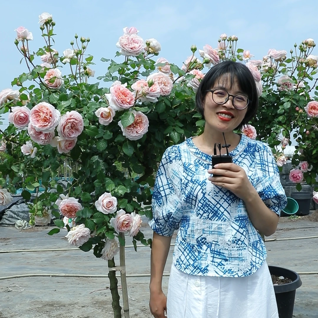惠惠的花种植园爬藤月季亚伯拉罕皮实好养藤本阳台庭院网红植物