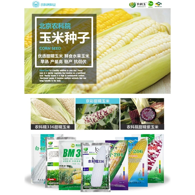 农科院336玉米甜糯种子鲜食生吃超甜水果玉米紫糯粘糯高产玉米种