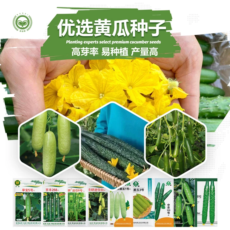 京研【农科院】黄瓜种子水果黄瓜迷你小黄瓜阳台盆栽四季播蔬菜种子