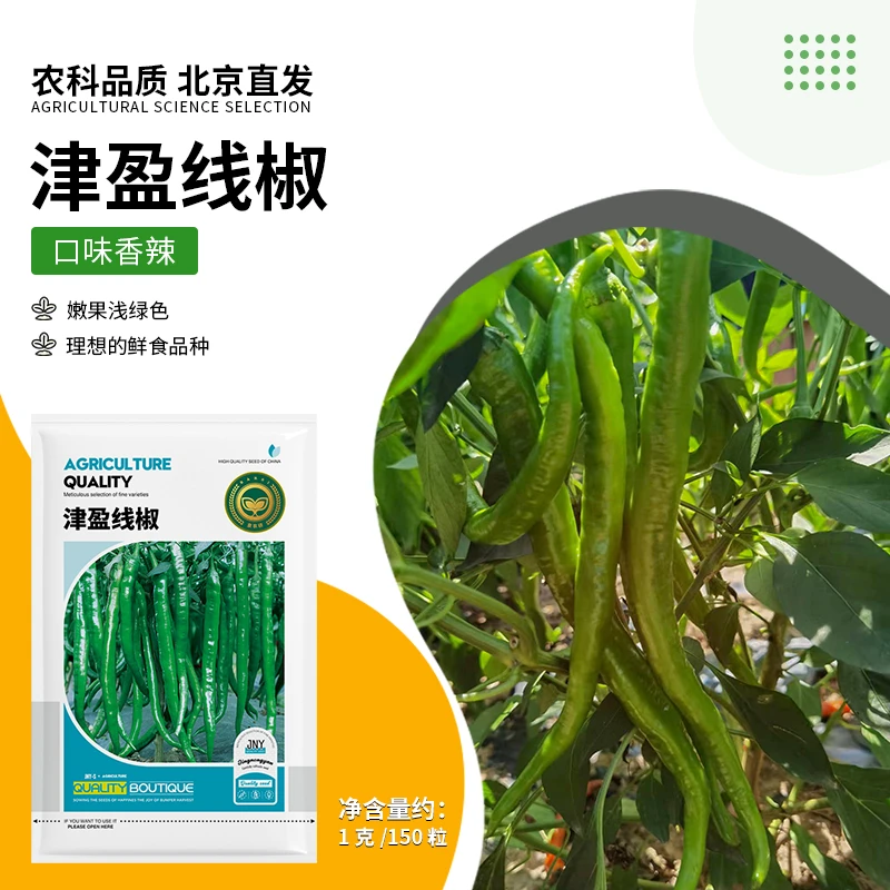 【农科院推荐】津盈线椒种子阳台盆栽易种蔬菜种子双十一