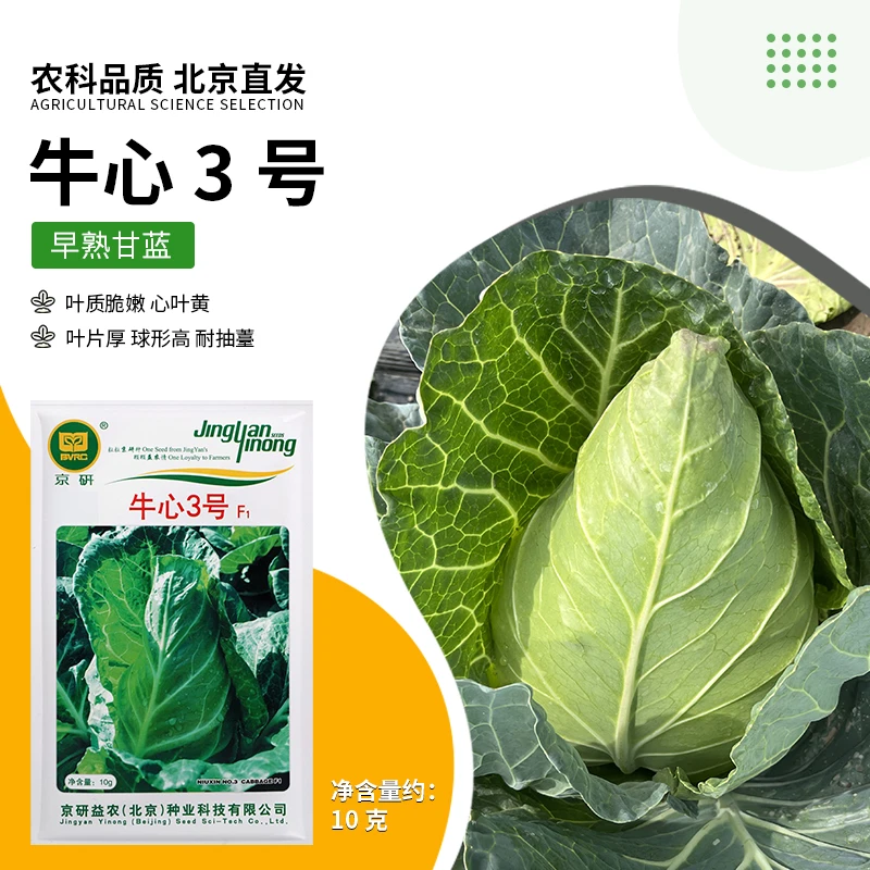 京研【农科院】牛心圆白菜甘蓝包菜卷心菜洋白菜甘蓝易种蔬菜种子