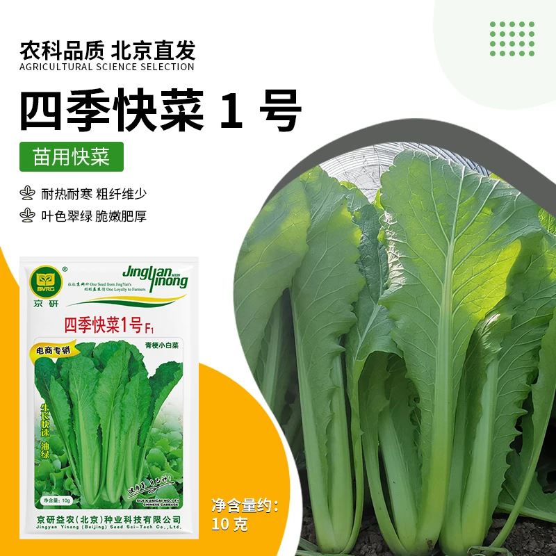 京研【农科院】青梗菜小白菜种子快菜蔬菜阳台盆栽四季小青菜种子