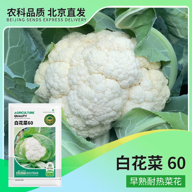 【农科院推荐】菜花种子蔬菜种子秋季种植简单易种小菜园阳台