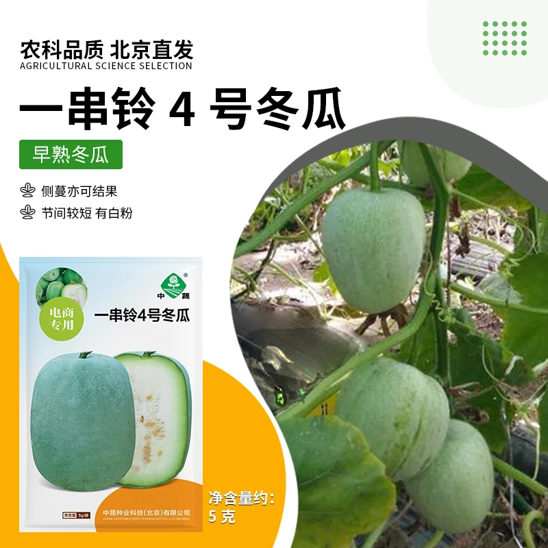 【农科院】一串玲冬瓜种子蔬菜种子南北方种植小菜园春耕节推荐