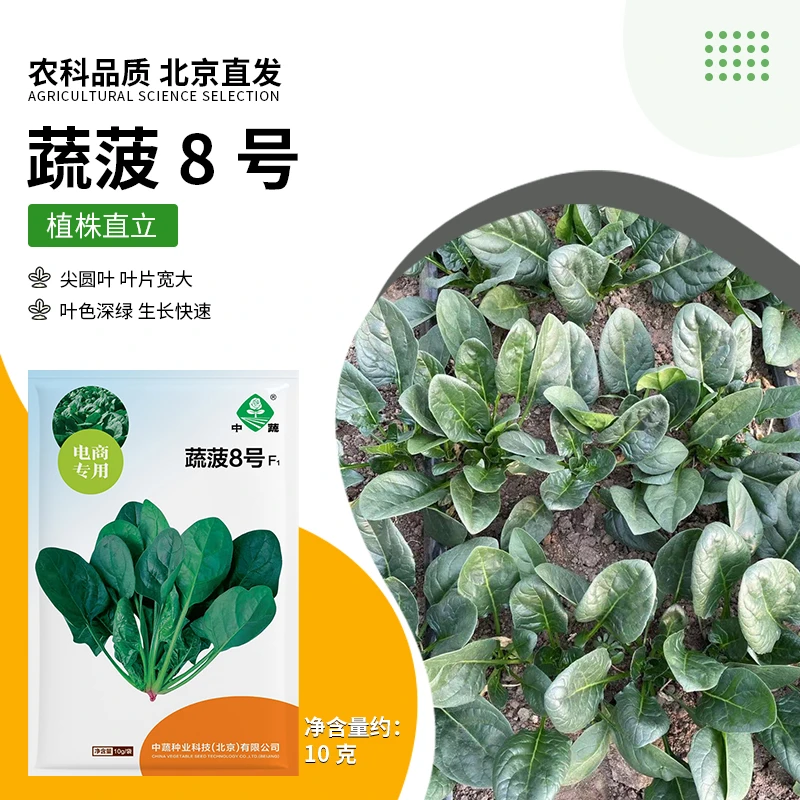 【农科院】大叶菠菜种子春秋菠菜越冬菠菜种子家庭阳台小菜园盆栽