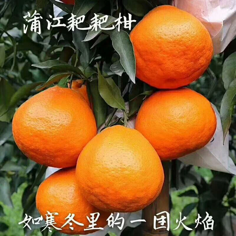 【正宗春见耙耙柑】春见耙耙柑无籽无渣肉质饱满可口多汁香甜品质