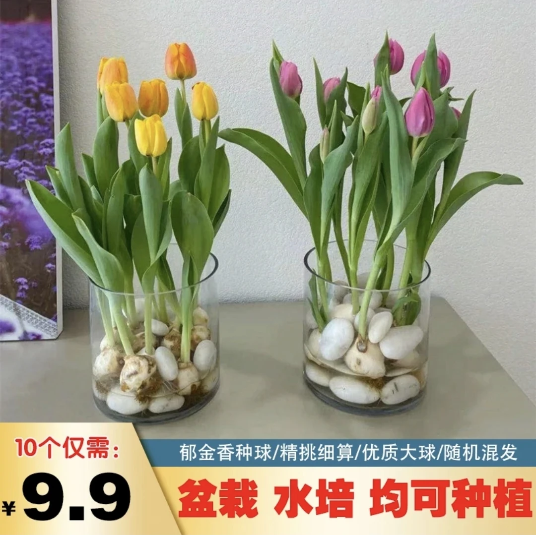 【5.88元10个郁金香种球种子】混合北方春季进口种植花开南方大球
