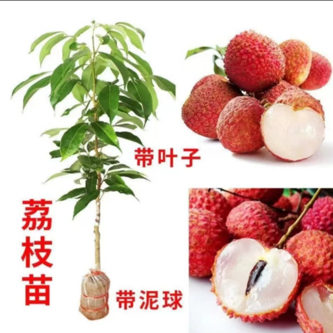 广西正宗荔乡荔枝无核荔枝苗桂味荔枝苗妃子笑仙进奉冰荔枝苗嫁接