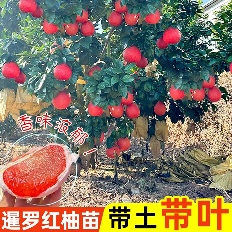 泰国红宝石青柚泰国暹罗红香水红柚新品种纯甜三红柚苗嫁接柚苗