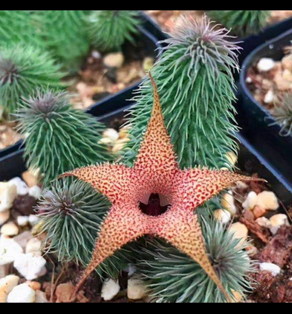 阿修罗仙人球（满18包邮）