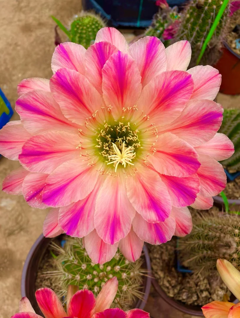 条纹毛花柱仙人球