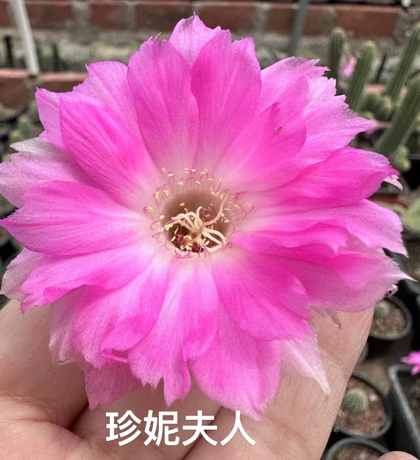 珍妮夫人白檀 大花