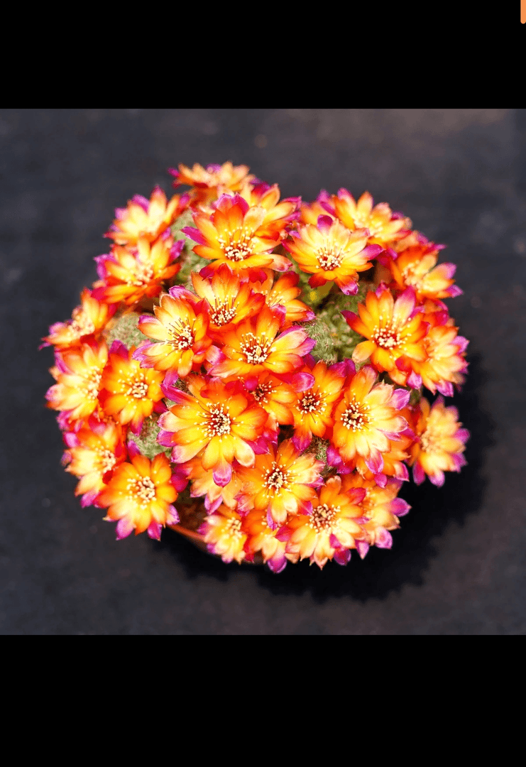 卡莱主教群生（大）