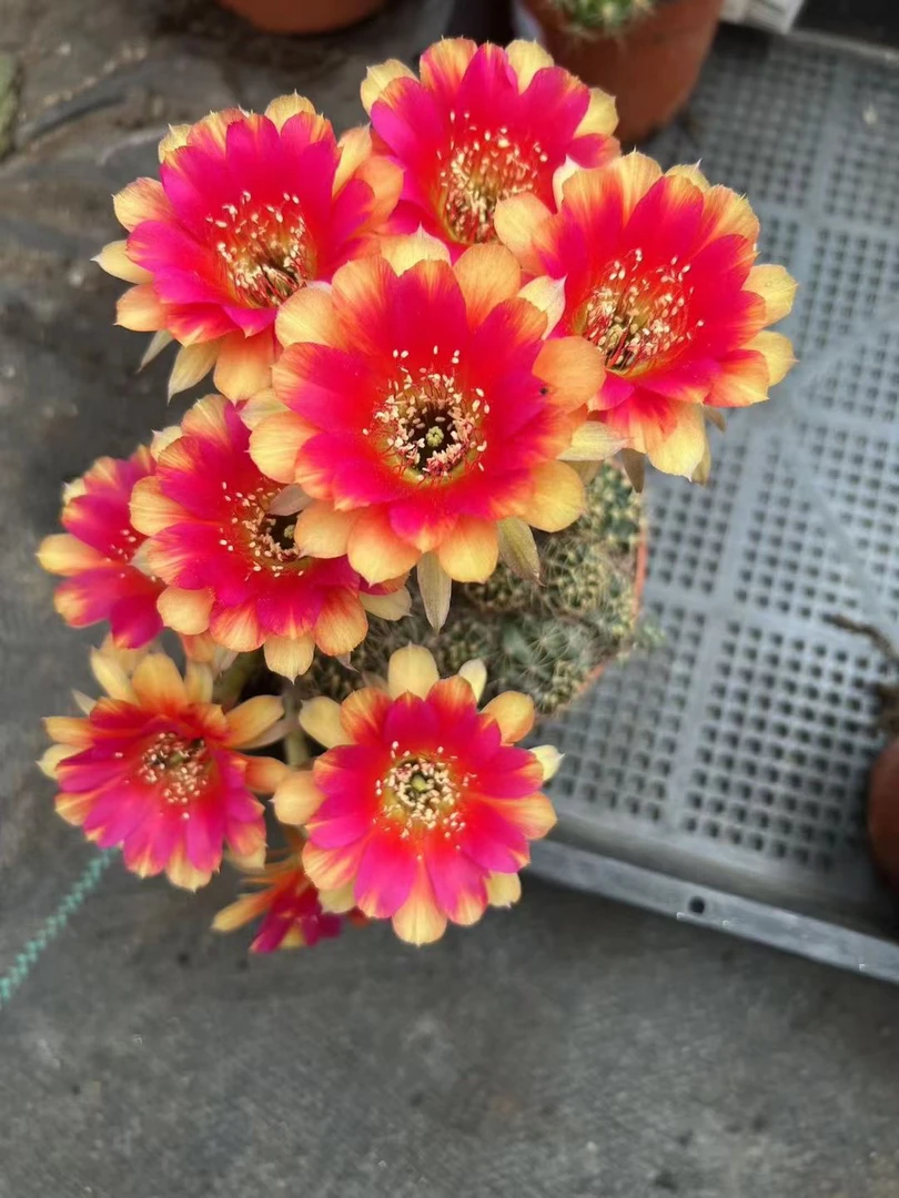 红双喜丽花群生仙人球