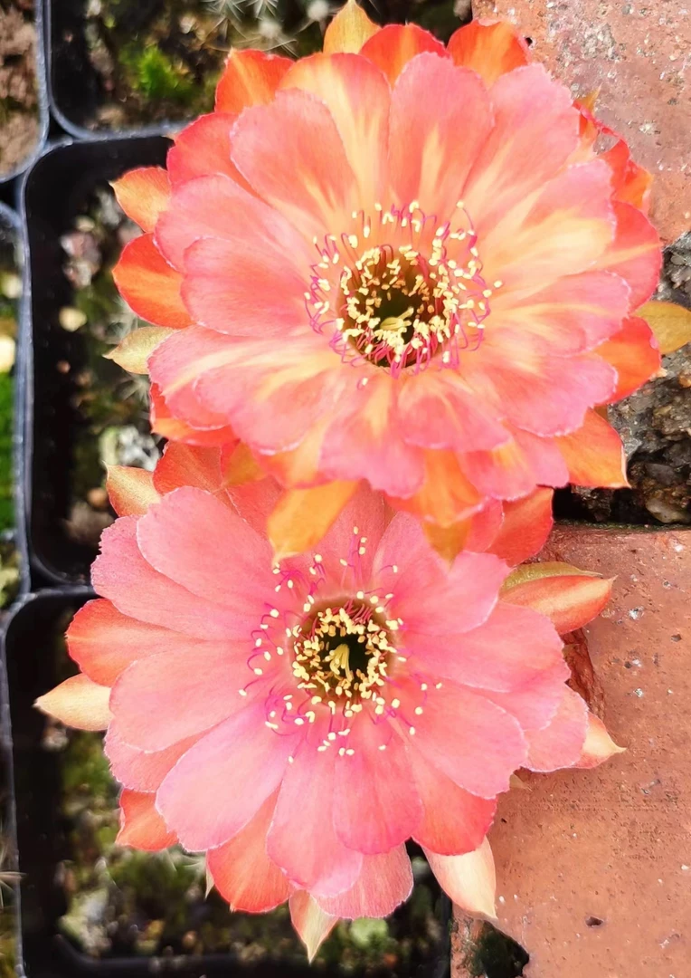丽花爱丽丝（满18包邮）