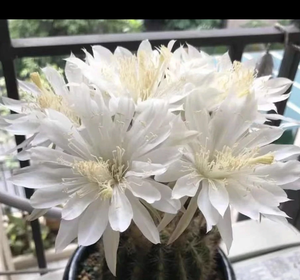 小号玻璃球（满18包邮）