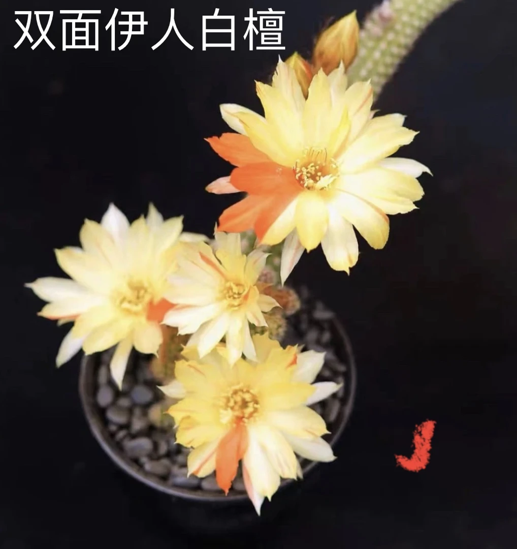 双面伊人白檀（满18包邮）