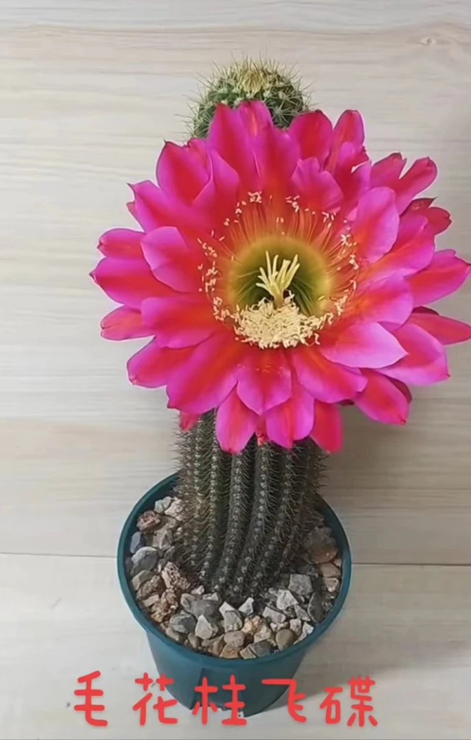 飞碟毛花柱(满18包邮)