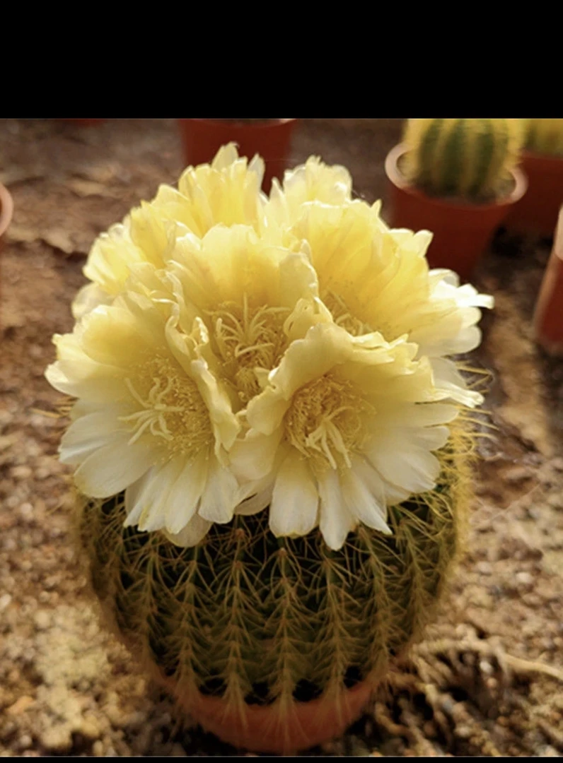 中号单头金冠仙人球